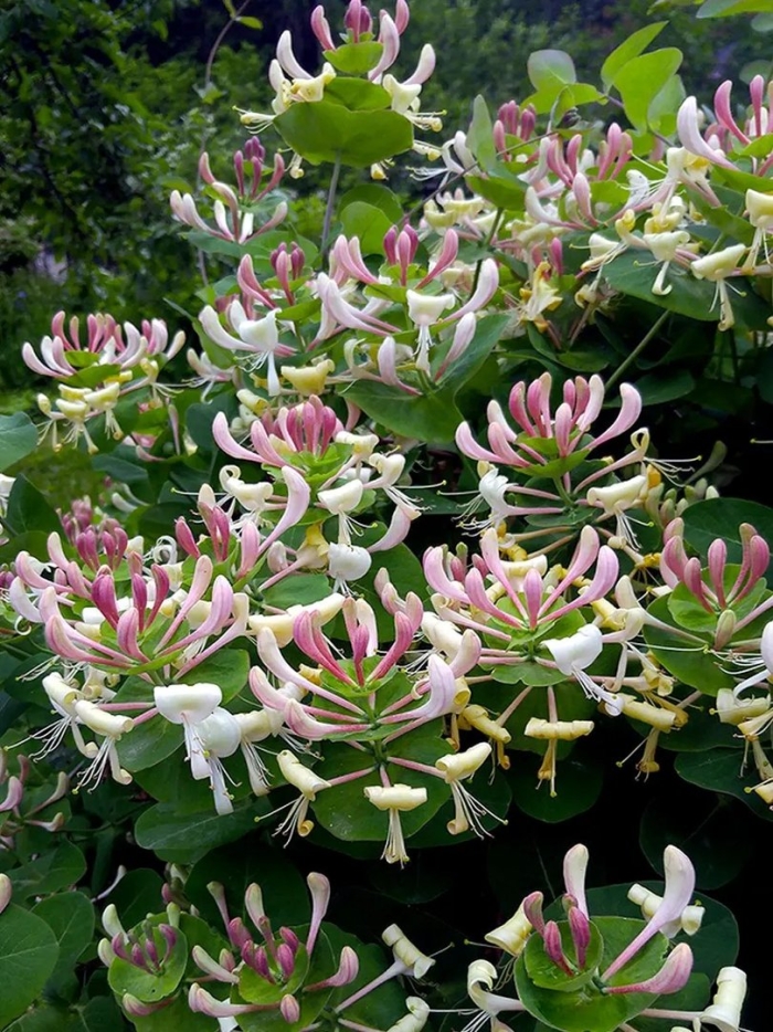 Жимолость каприфоль