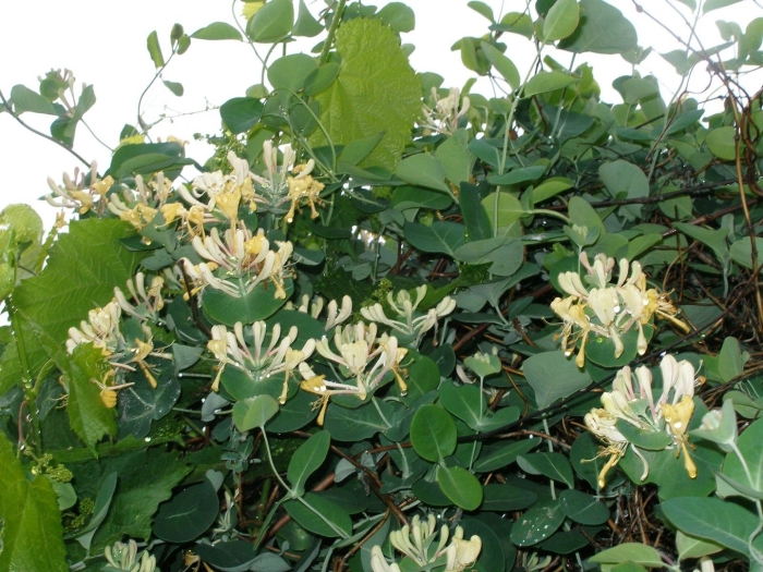 Жимолость каприфоль белая