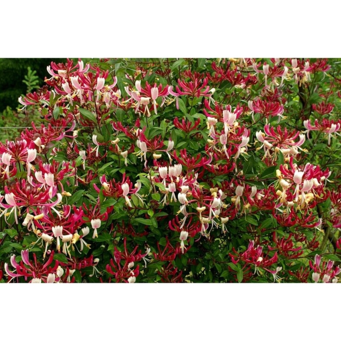 Жимолость серотина