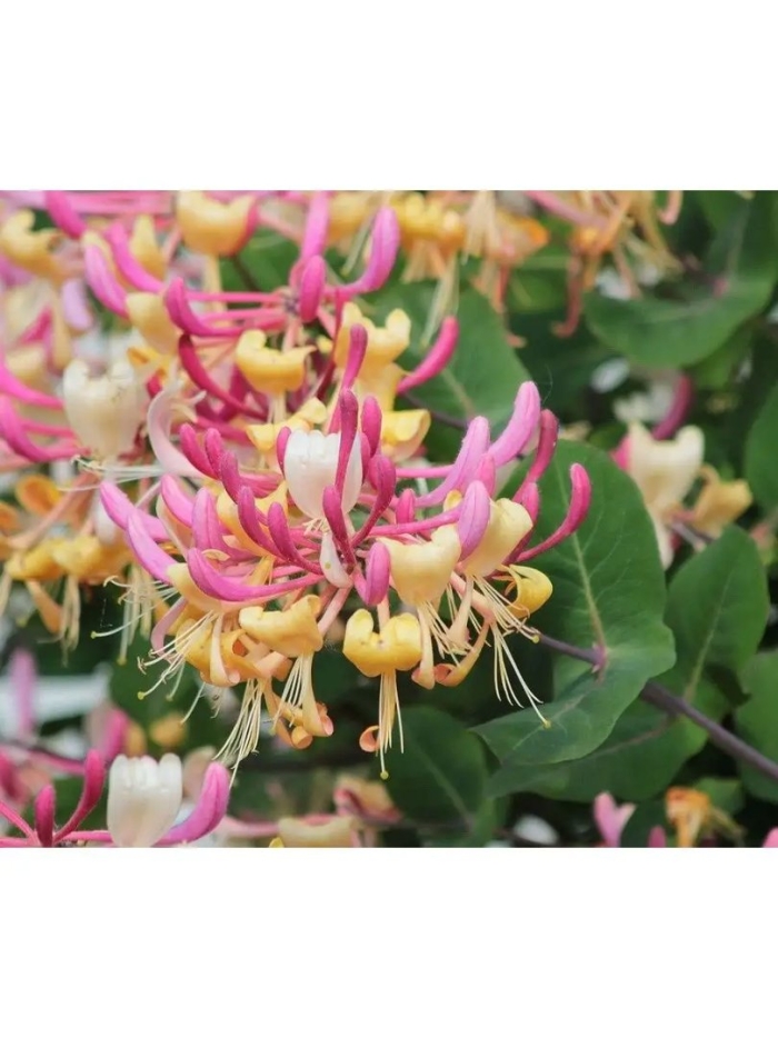 Жимолость каприфоль