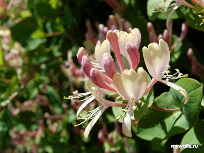 Жимолость каприфоль (lonicera caprifolium)