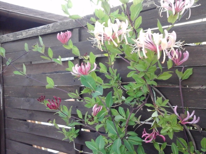 Жимолость каприфоль на перголе