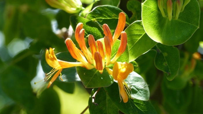 Жимолость каприфоль цветение