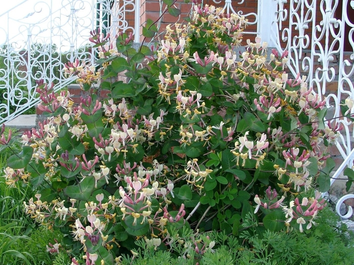 Жимолость каприфоль (lonicera caprifolium)