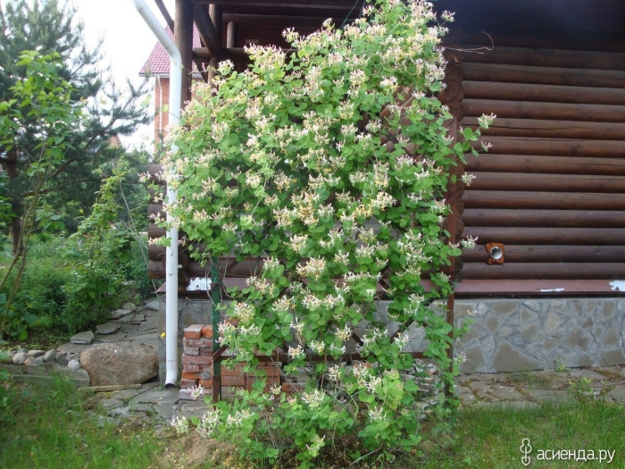 Жимолость каприфоль живая изгородь