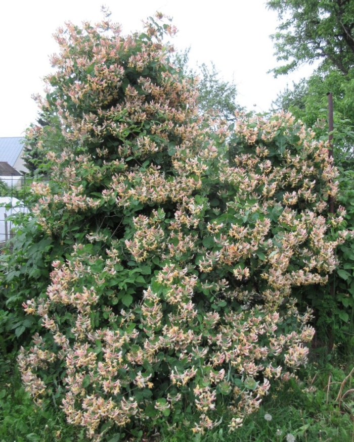 Жимолость каприфоль розовая