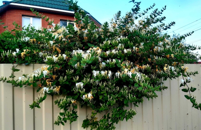 Жимолость каприфоль куст