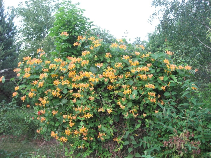 Жимолость вьющаяся тельмана