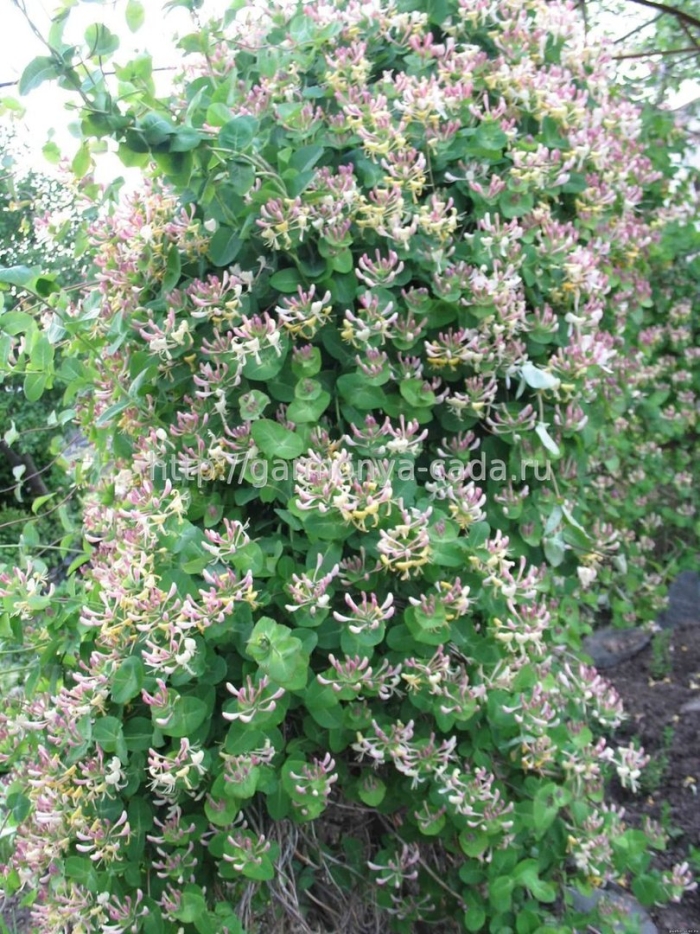 Жимолость каприфоль (lonícera caprifólium)