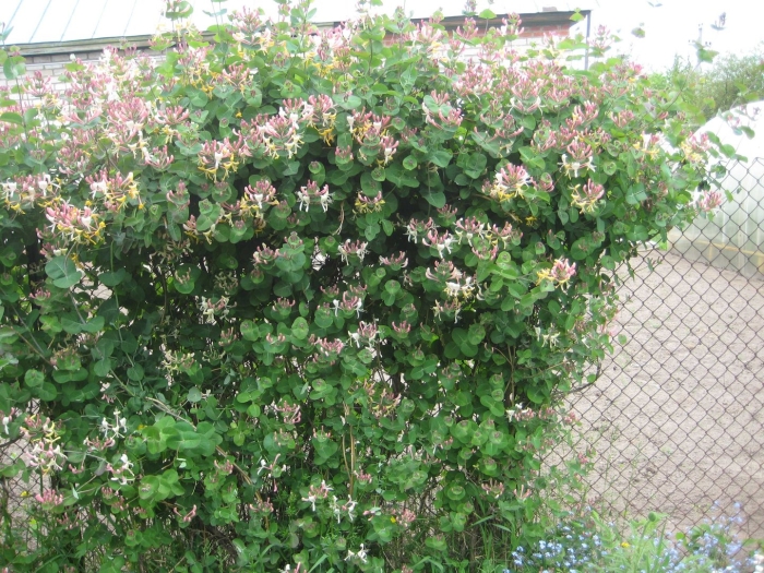 Каприфоль лиана