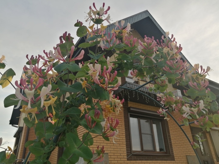 Жимолость каприфоль лиана