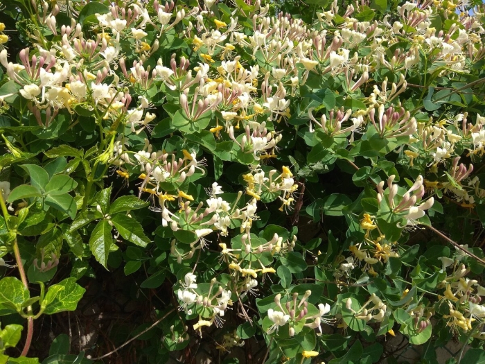 Жимолость каприфоль