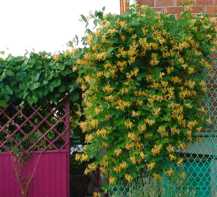 Жимолость каприфоль тельмана