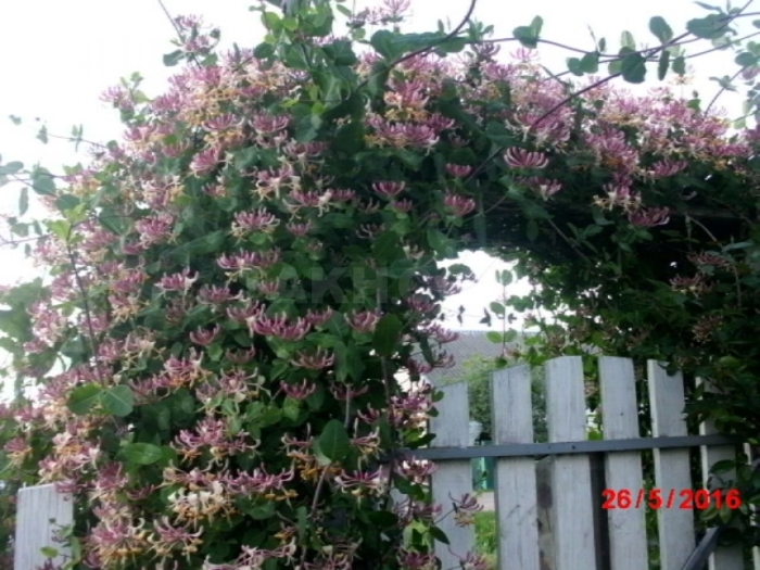 Жимолость каприфоль арка