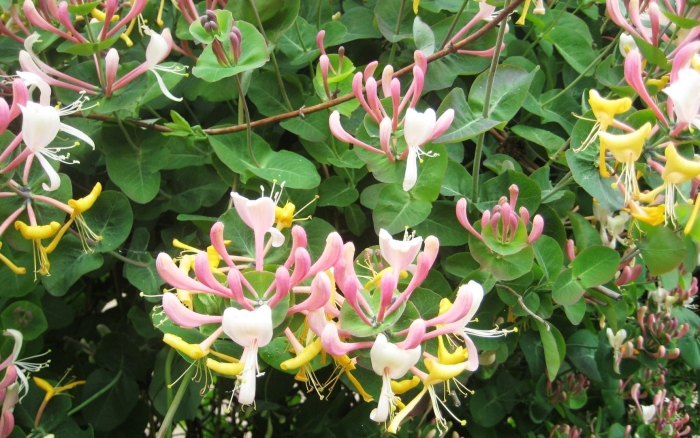 Жимолость декоративная вьющаяся