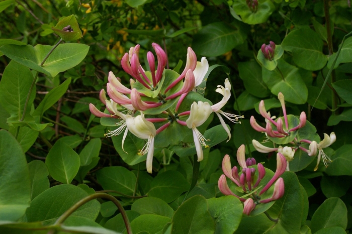 Каприфоль жимолость ароматная лиана