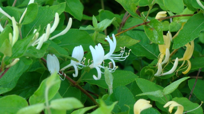 Жимолость японская-lonicera japonica