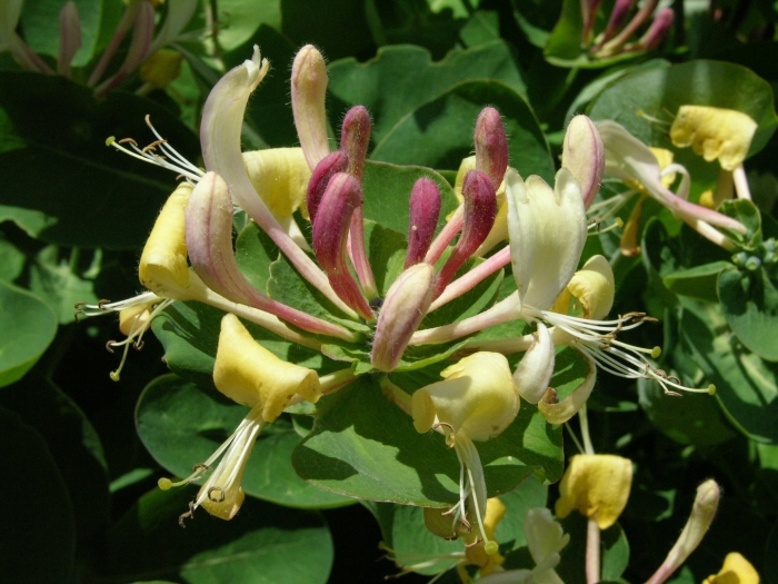 Жимолость каприфоль желтая