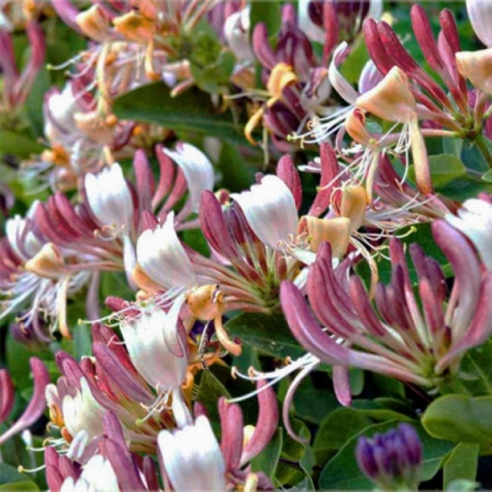 Жимолость каприфоль инга