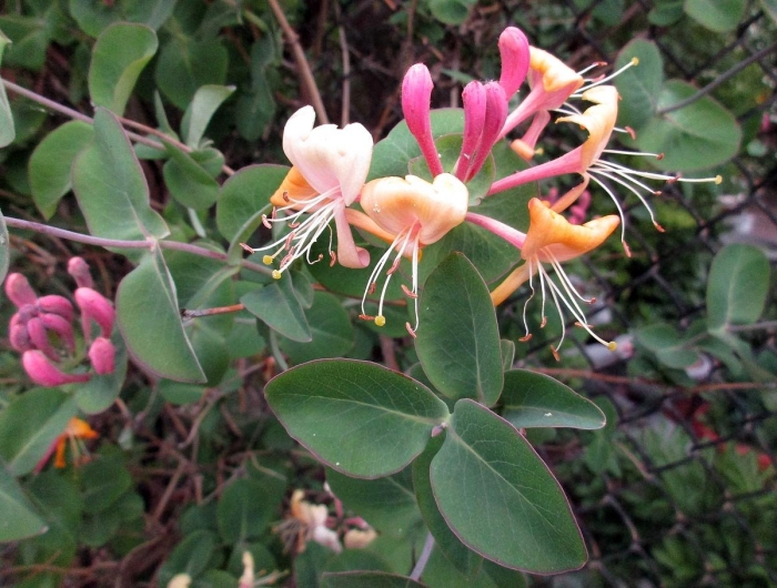 Жимолость каприфоль оранжевая