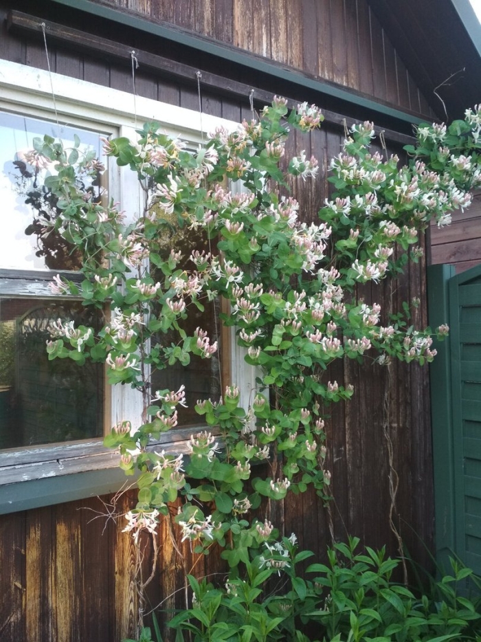 Каприфоль лиана