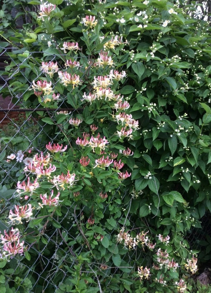 Жимолость вьющаяся каприфоль