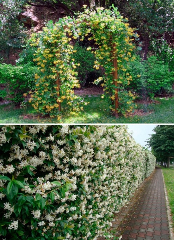 Жимолость каприфоль изгородь