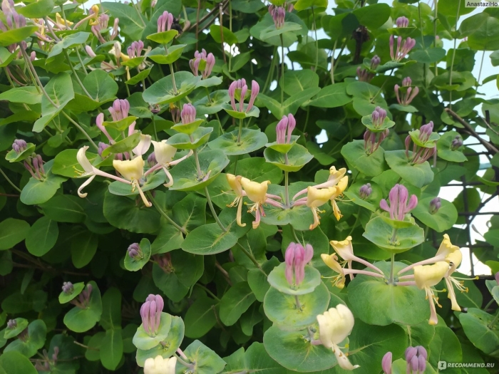 Каприфоль лиана