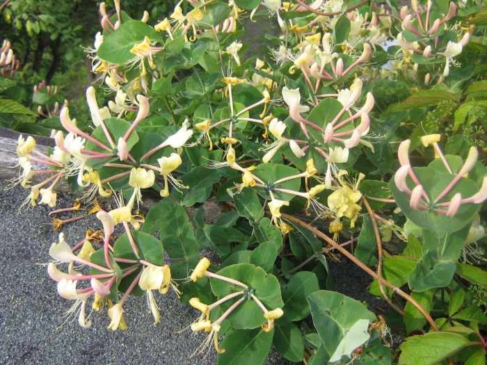 Жимолость лиана