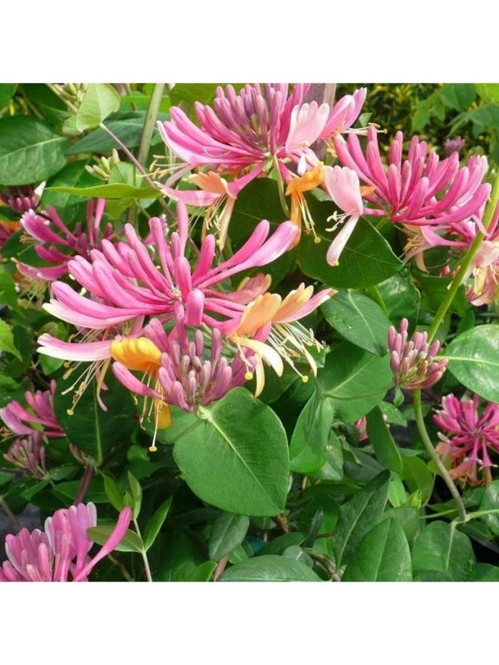 Жимолость голдфлейм