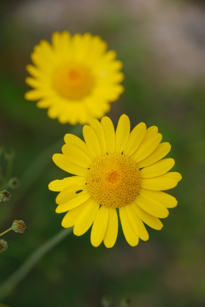 Антемис пупавка красильная
