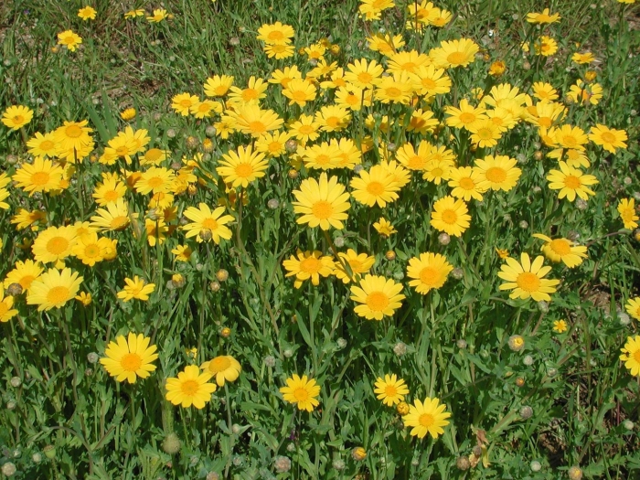Chrysanthemum carinatum