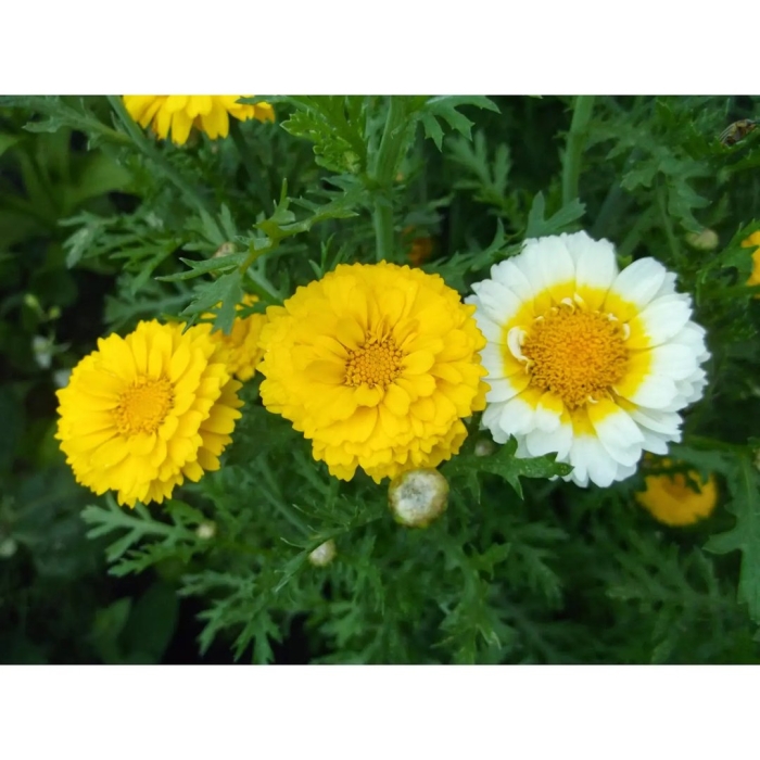 Хризантемы однолетние