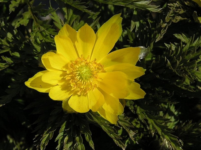 Горицвет амурский