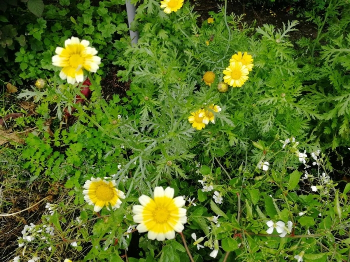 Edible chrysanthemum