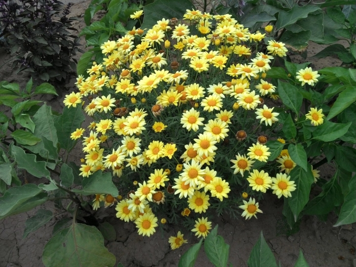 Хризантема увенчанная голден