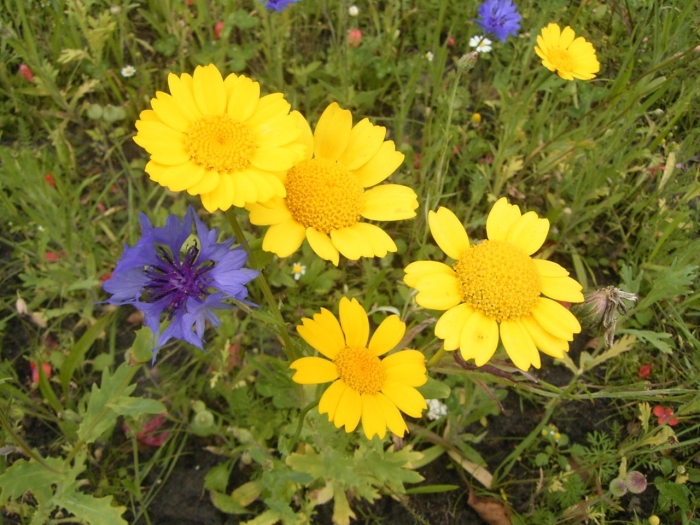 Ромашка лютик василек