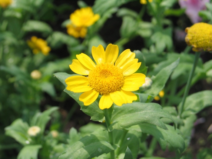 Chrysanthemum segetum