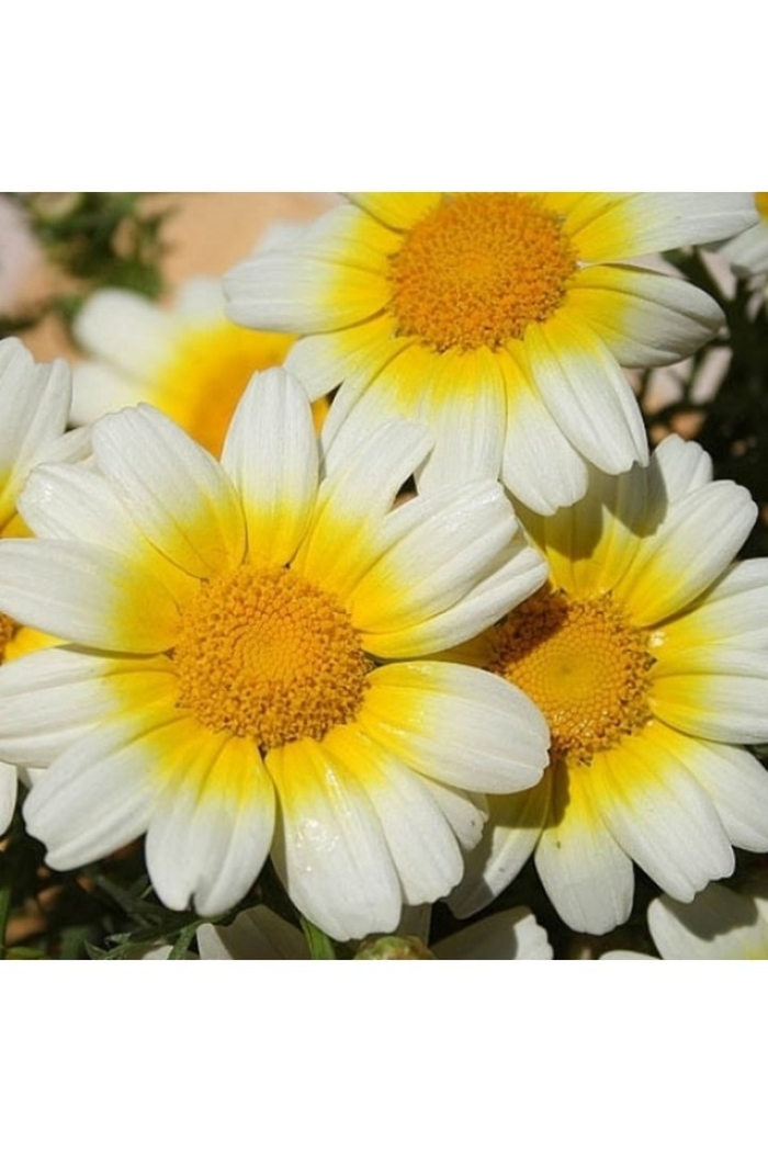 Съедобные хризантемы