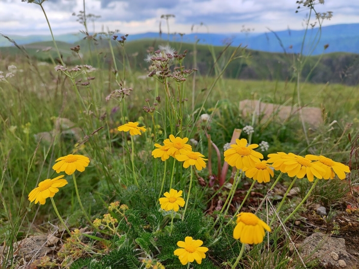 Антемис пупавка