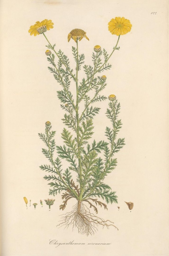 Ромашка аптечная matricaria chamomilla