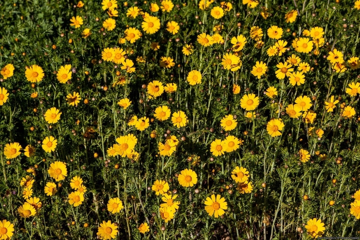 Chrysanthellum indicum