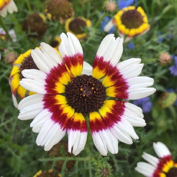 Хризантема килеватая