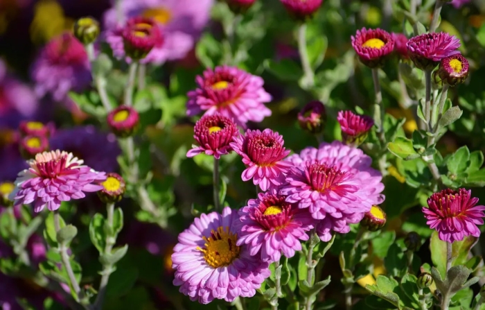 Хризантема солнцецвет