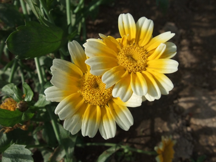 Chrysanthemum coronarium