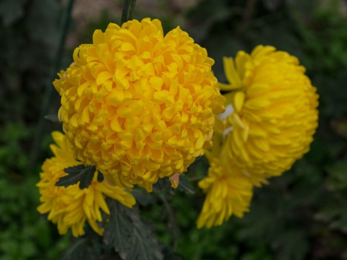 Хризантема кремист еллоу