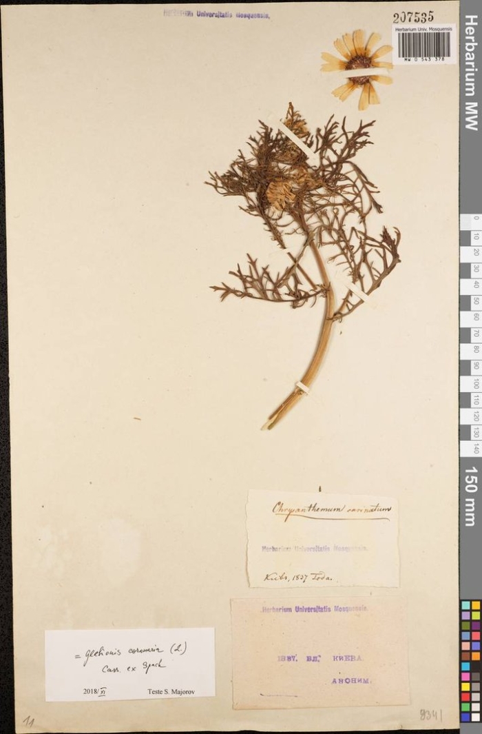 Ромашка аптечная гербарий