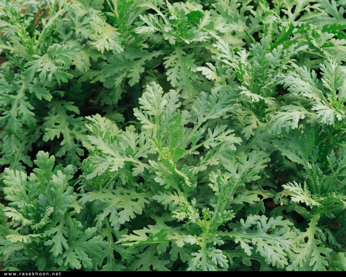 Chrysanthemum coronarium