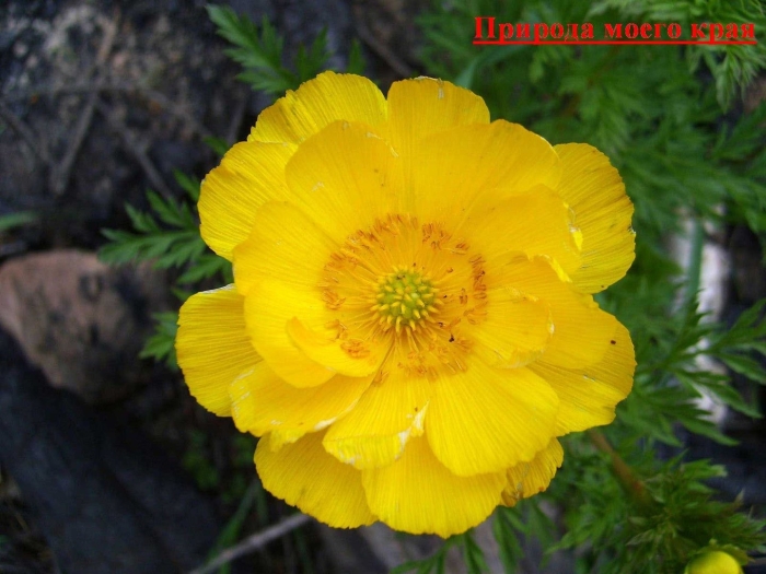 Адонис весенний горицвет