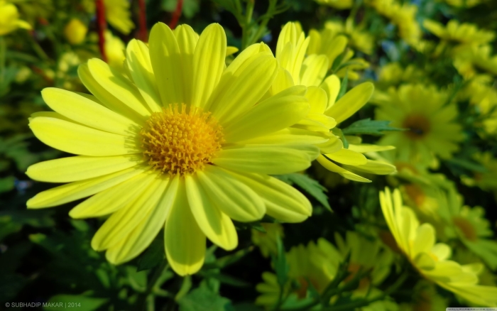 Жёлтые хризантемы